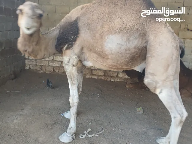 جمل وطني ربي ايبارك السن رباع