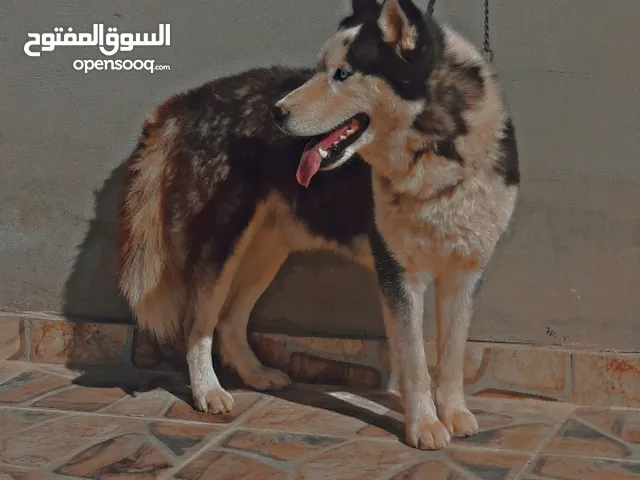 كلب هاسكي ذكر للبيع