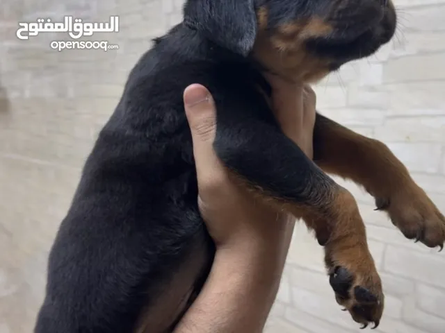 rottweiler puppies