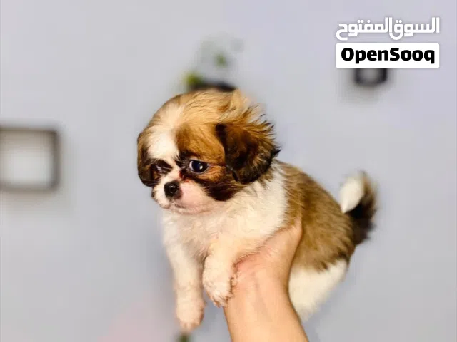 كلب اليف للبيع 80