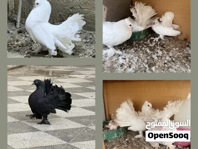 زوج عرايس + طيرين / طيرة دمكش / طير ايراني / طيرة لواتة