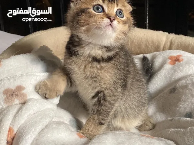 سكوتش فولد جولدن