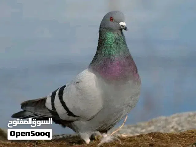 مطلوب حمام عربي