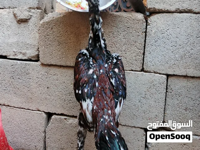 مخلف هراتي للبيع العمر 6اشهر