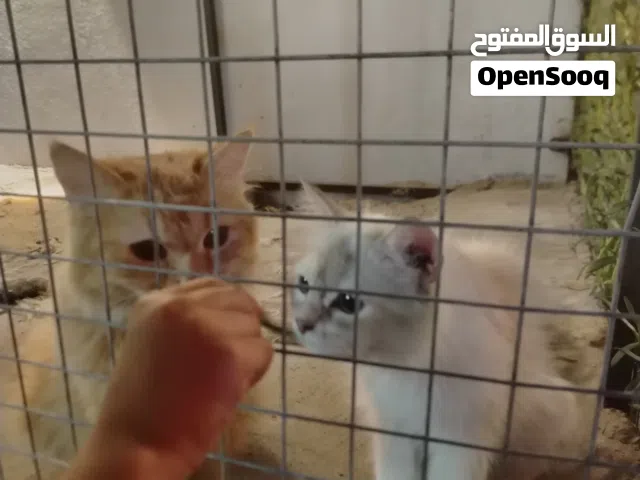 قطتين للبيع  فقط