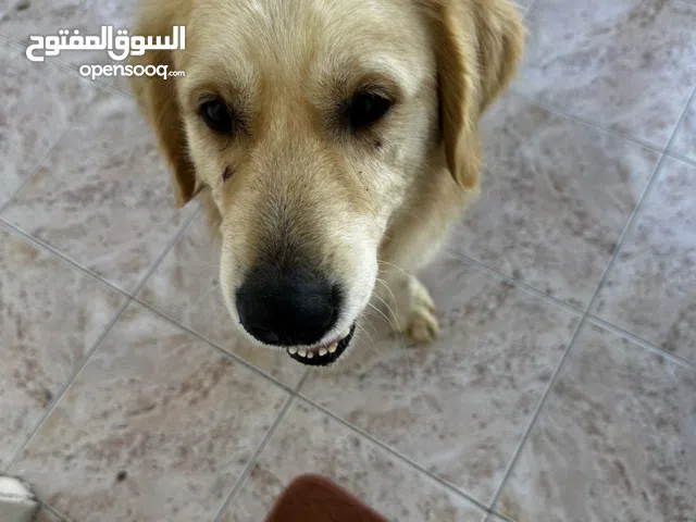 GOLDEN RETRIEVER  IN UMM AL QUWAIN