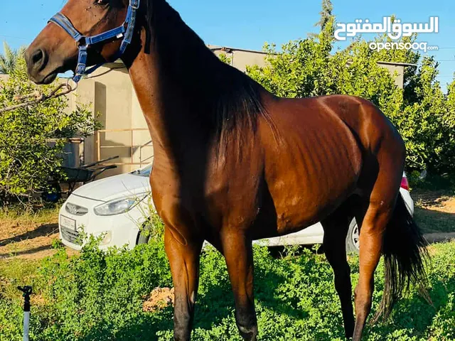 للبيع لمكان ورشفانه كل شي موضح في صوره فرس رقم الله يبارك