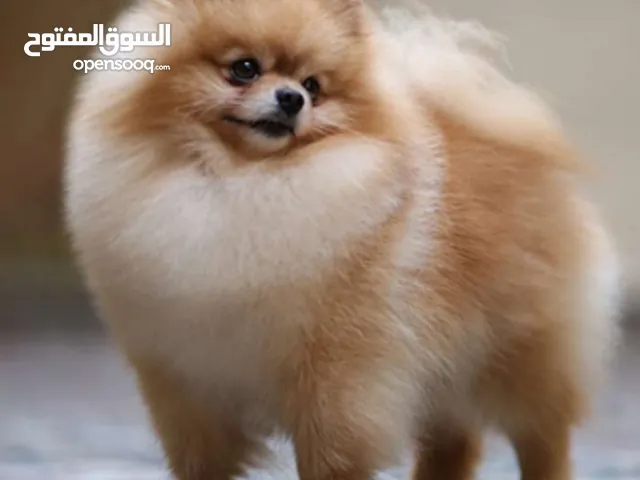 كلب بومارينيان اوكراني اصلي بسعر مغري جدا