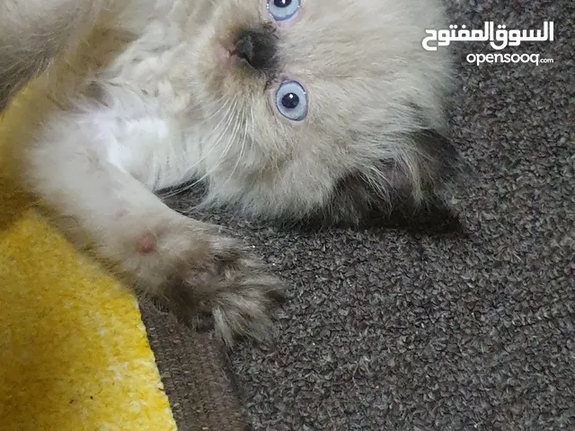 متاح حاليا قطط العمر 60 يوم تواصل واتس اب