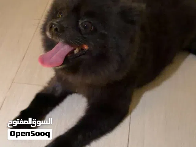 كلب بومرينين بيور العمر سنه ونص