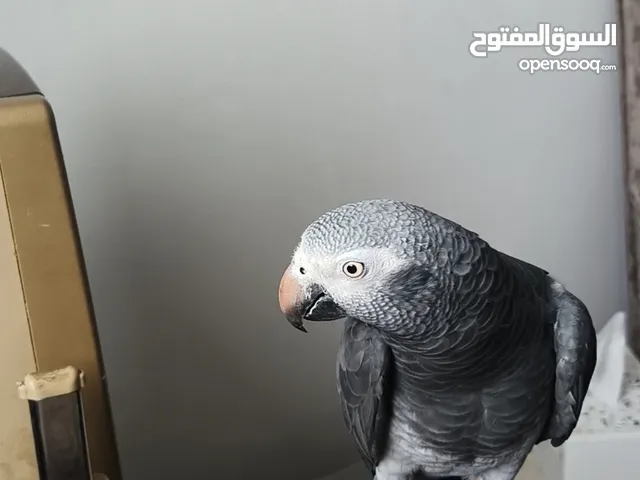 ببغاء تيمنا حبه سوبر جامبو بطلع على الايد بجيك طيران ما بعض نهائيا حكواتي نمبر ون بحكي من القفص وبرا