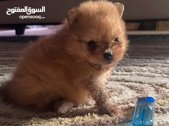 كلب صغير ميني العمر شهر