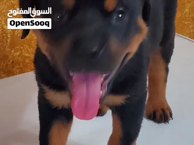 لعشاق الفخامة والقوة! جرو روتفايلر