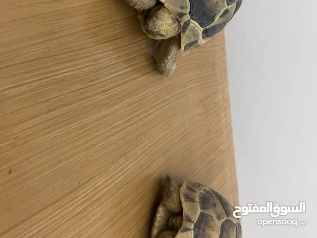 سلاحفاتين ويا القفص ف العين