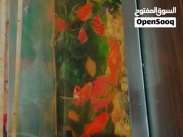 حوض سمك للبيع