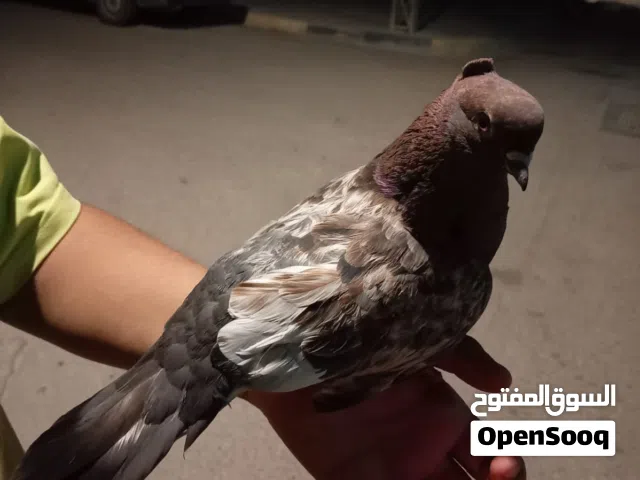 السلام عليكم حمام للبيع تار و الثاني ما اعرف نوعه