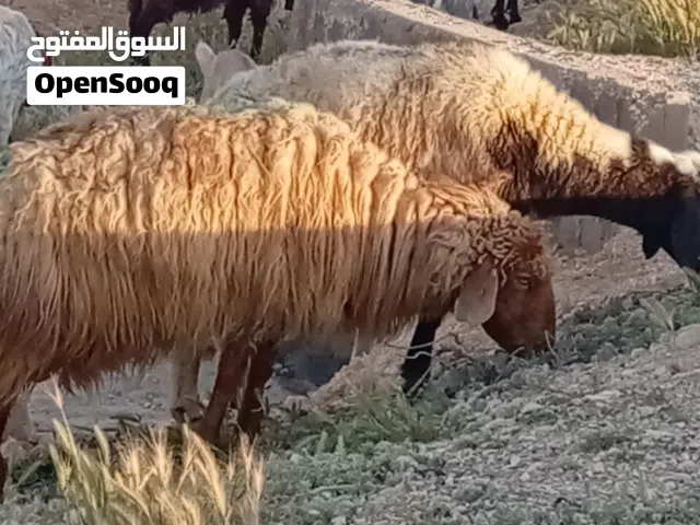 ثلاث انعاج للبيع