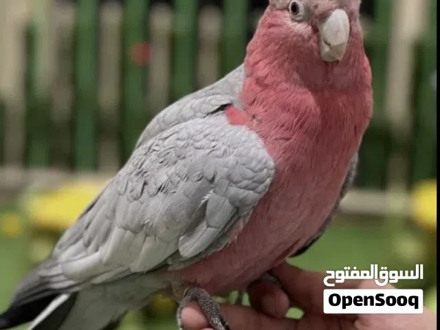 للبيع كوكاتو
