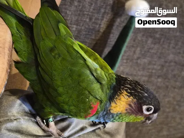 لأصحاب النوادر بلو ثروتد كونيور ربوة ويرقص ويسولف كلام مومفهوم