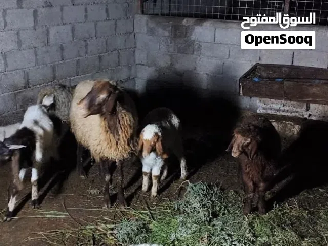 اغنام للبيع عدد 6 مع صخول 2
