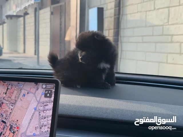 كلبين بوميرينيان (Pomeranian) نادرين - بلاك black.