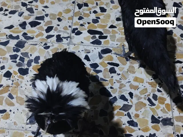 دجاج بوليش عمر 4اشهر