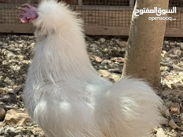 صيصان قطني وبراهمي للبيع