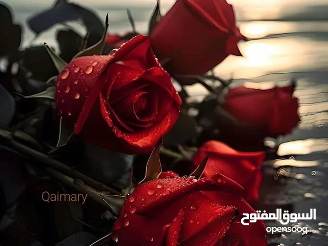شقة صغيرة مفروشه