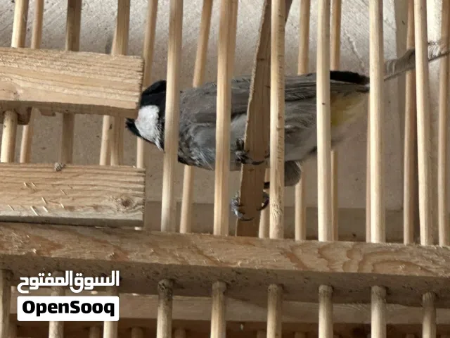 بلبل صيد منطقه طير شرط تغريد  للبيع او مراوس بفناجس بس كون مو عاديات