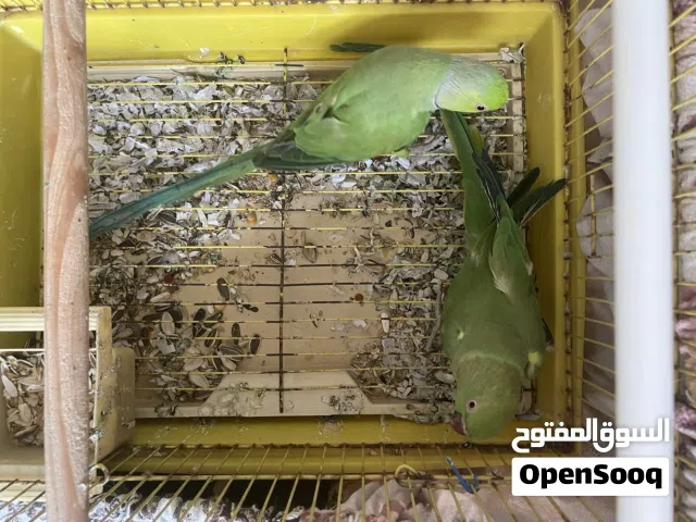 زوج متو غير أليف