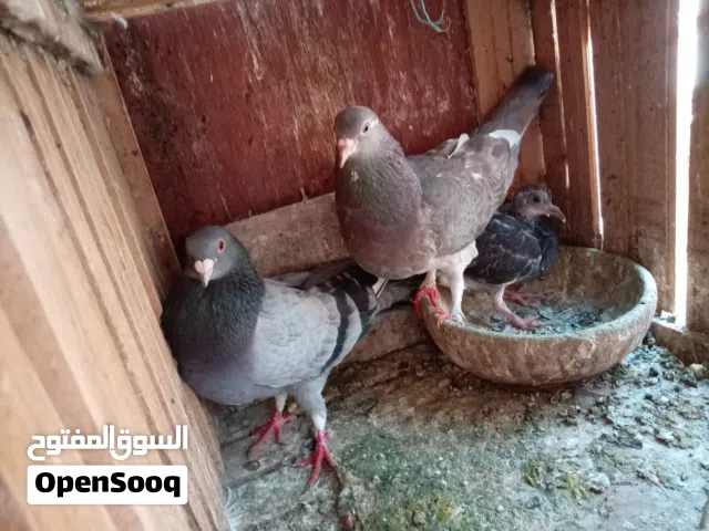 موجود 30 حمامه بلدي جواز شغالات تحتهم بيض وزغاليل