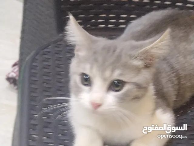 قطة للبيع عمر شهرين ونصف