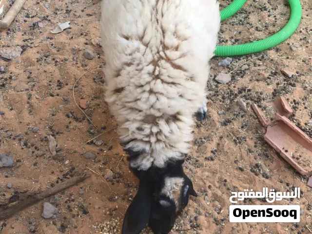 السلام عليكم خروف ربي يبارك عمره من 3لي 4شهور سعره 1100وسهل ان شالله متزرط في فلوس سبب بيع