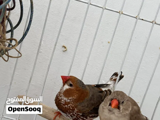 تصغير لبيع قبي 50