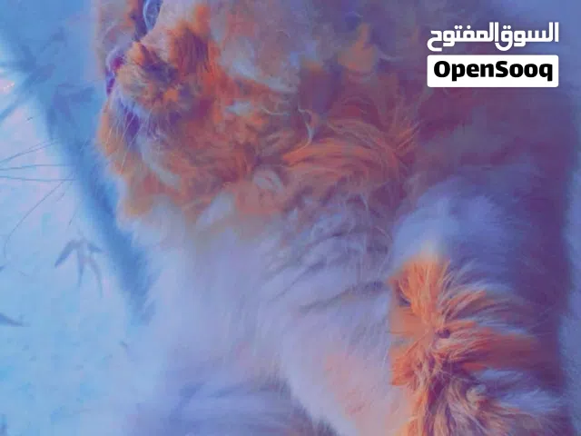 شيرازي بيكي فيس  العمر 3شهور ب300وساهل