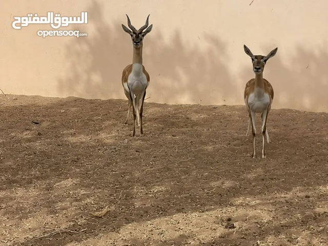 غزال بلا باك