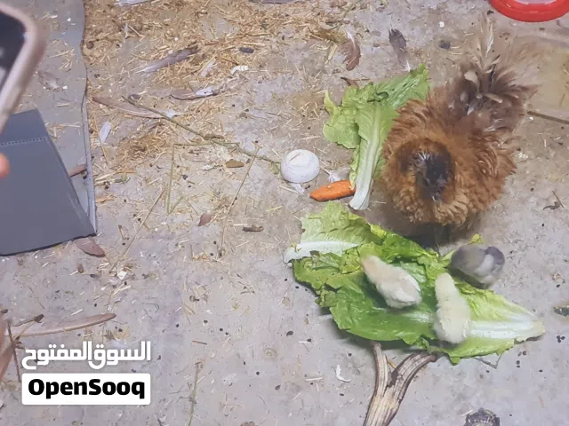 دجاج مع عيالها الكتاكيت