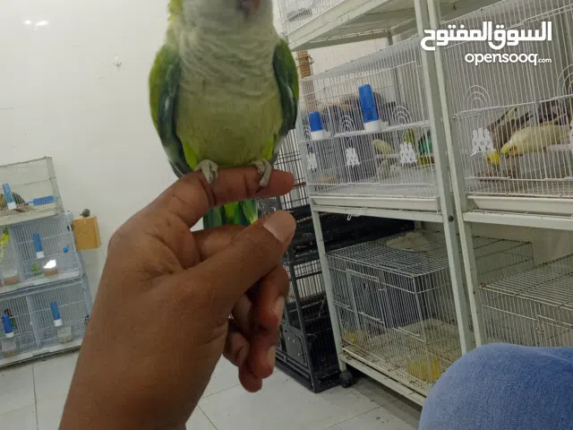 كويكر عمر صغير