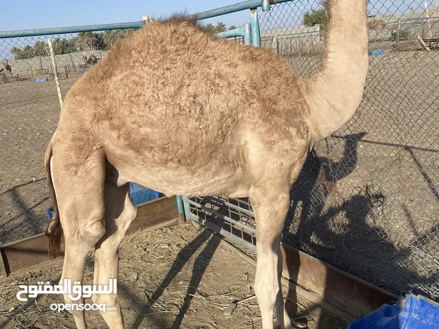 العمر10شهور فطيم م مركوض قبل شهر مفرود من تحت أمه