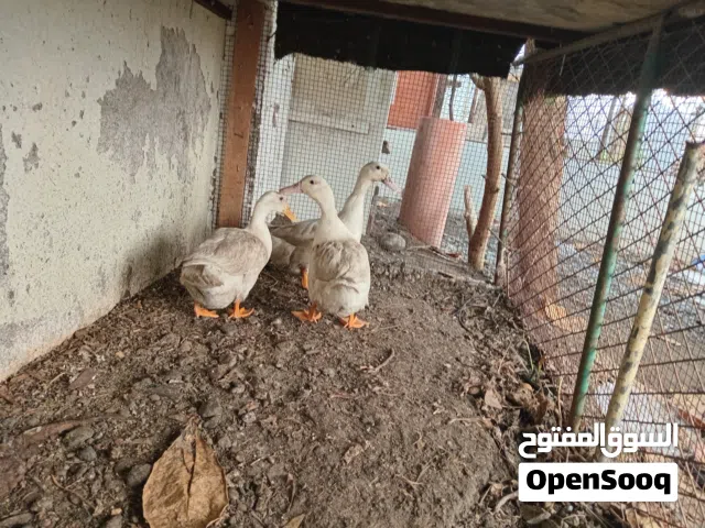 عرض بط3 حبات ودجاج 12 حبه للبيع بط ودجاج بياض