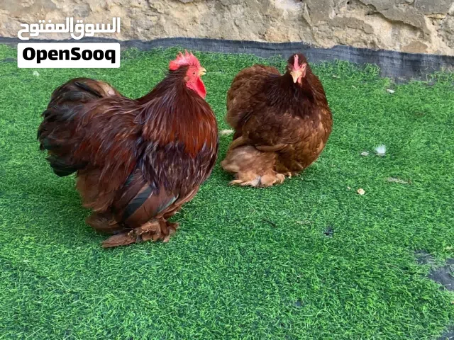 ديك ودجاجة استرالي شكلاطي منتجة