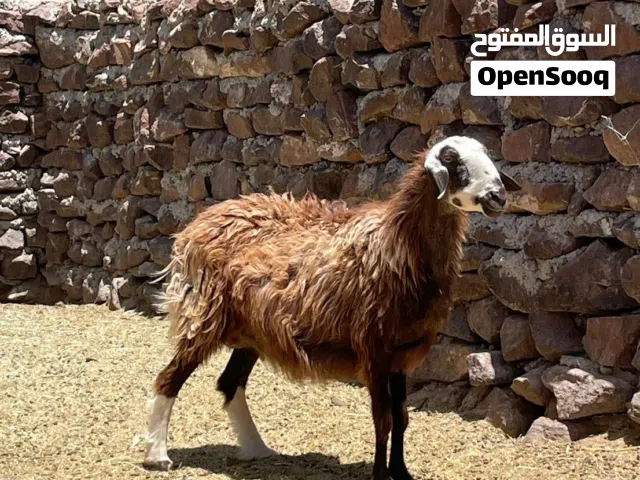 جاعده  مكرانيه