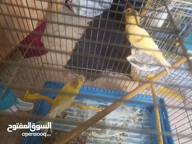 فحلين والانثئ البيضة 40 مع قفصهم.