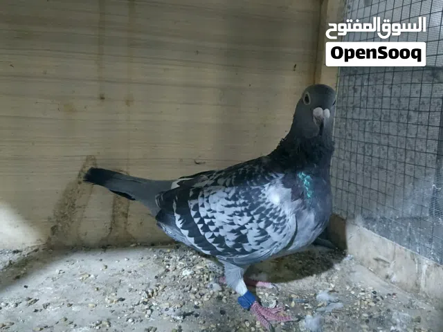 نثيه كويتيه البيع