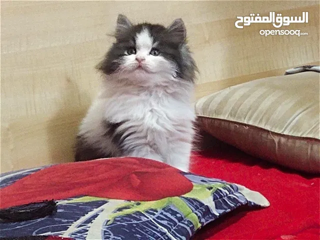 Persian Cat