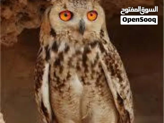 اندر انواع البومه واضمها