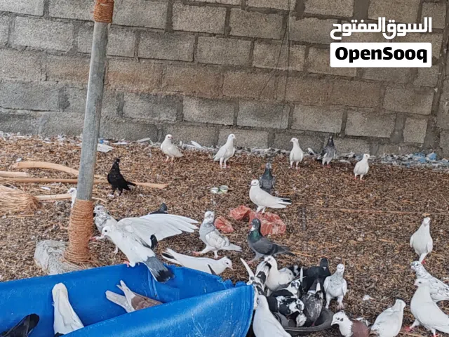 حقم للبيع القيمه ريال ونص