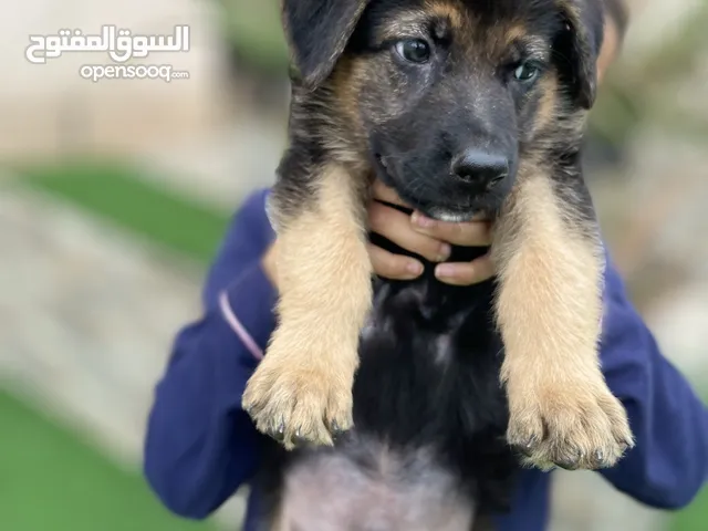 جيرمن شيبرد ذكر ورك لاين