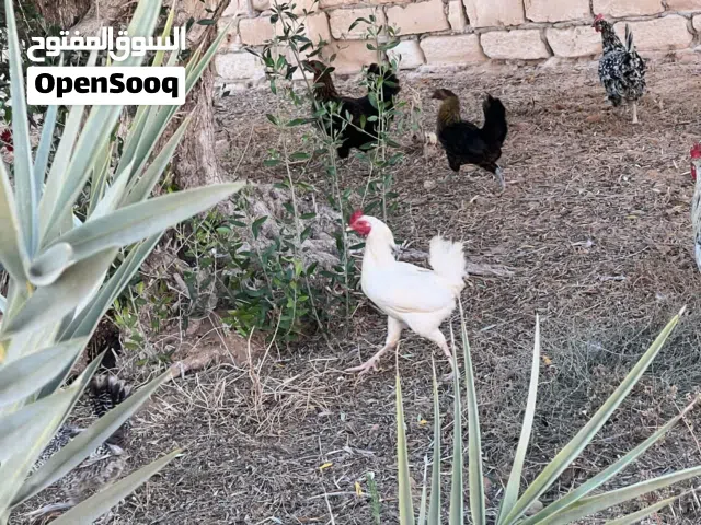 فراريج عربيات الله يبارك عز ماتربي