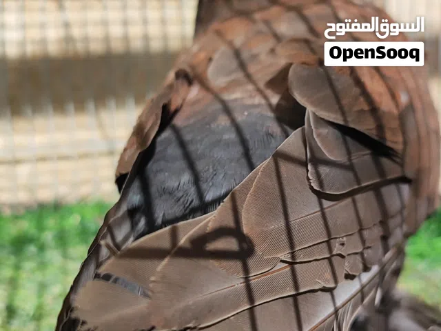 السلام عليكم إنتاية اسوالو